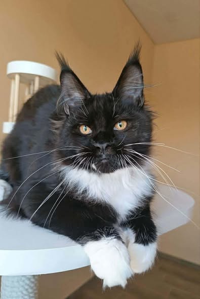 Maine Coon