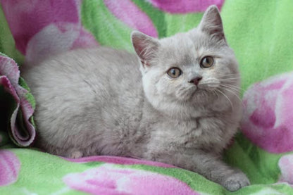 British Shorthair