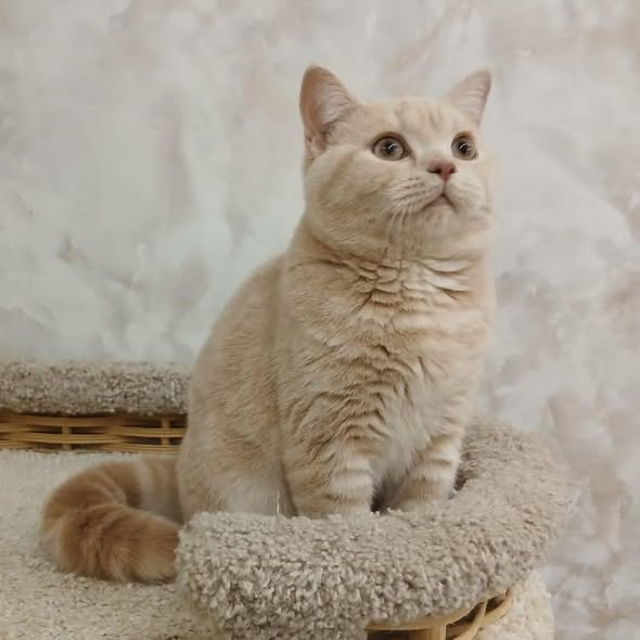 British Shorthair