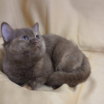 British Shorthair