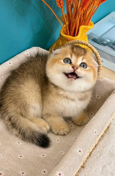 Scottish Fold