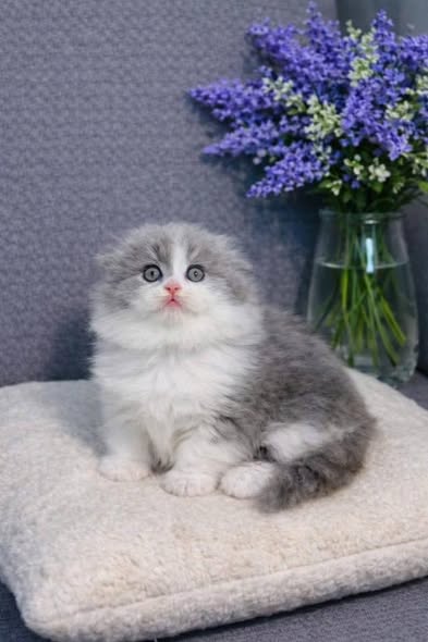 Munchkin Fold Longhair
