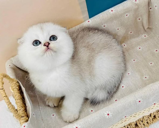 Scottish Fold