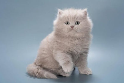 British Longhair