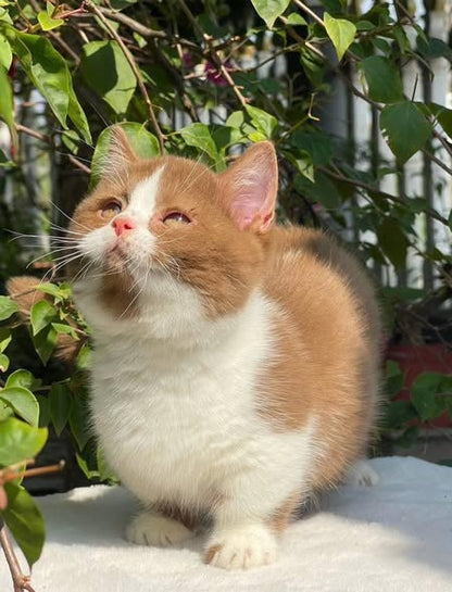 Munchkin