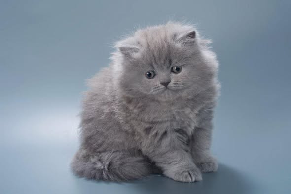 British Longhair