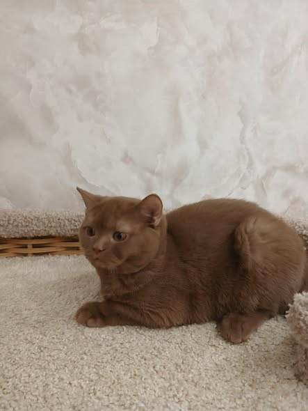 British Shorthair