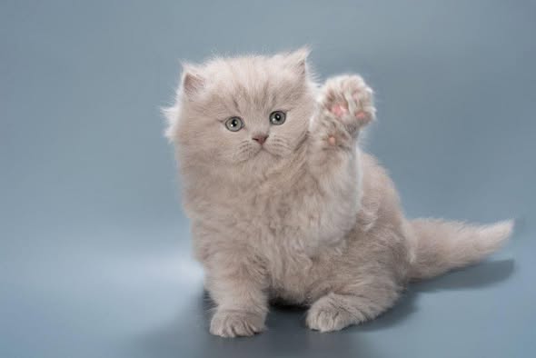 British Longhair