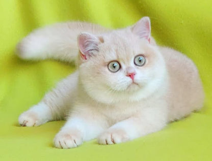 British Shorthair