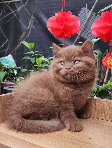 British Shorthair