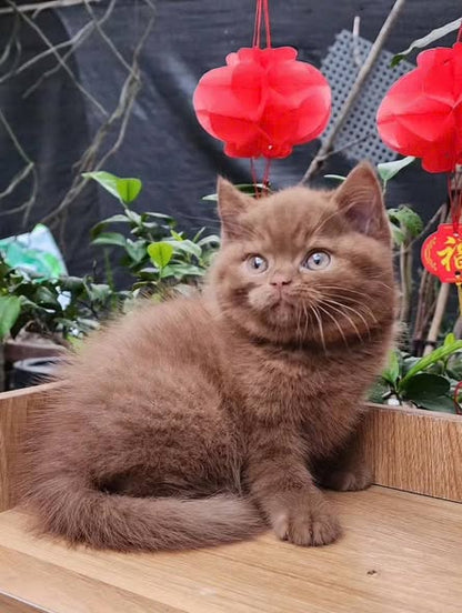 British Shorthair
