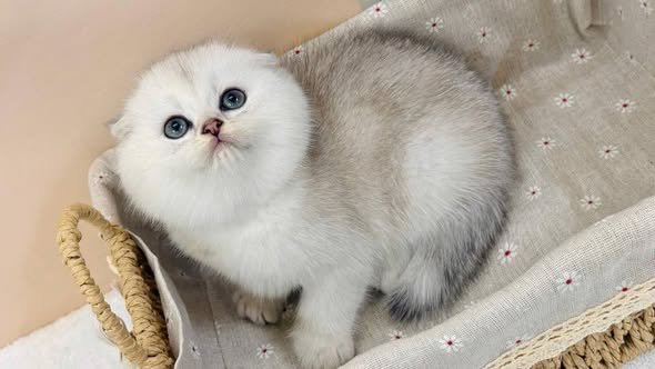 Scottish Fold
