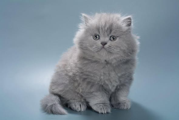 British Longhair