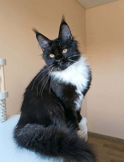 Maine Coon