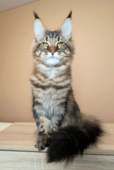Maine Coon