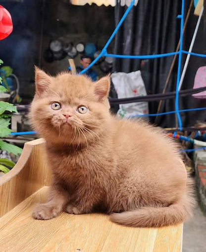 British Shorthair