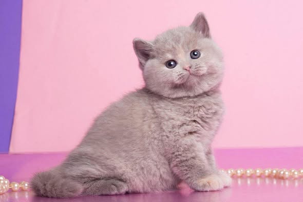 British Shorthair