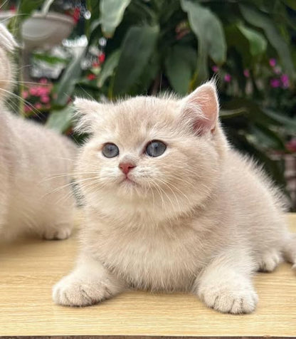 British Shorthair
