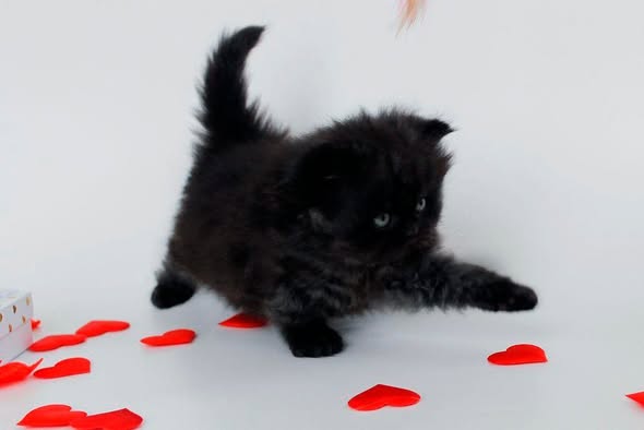 British Longhair