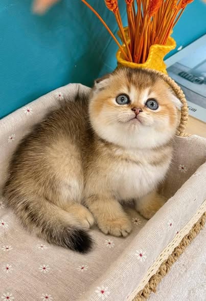 Scottish Fold