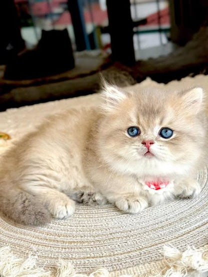 Munchkin Longhair