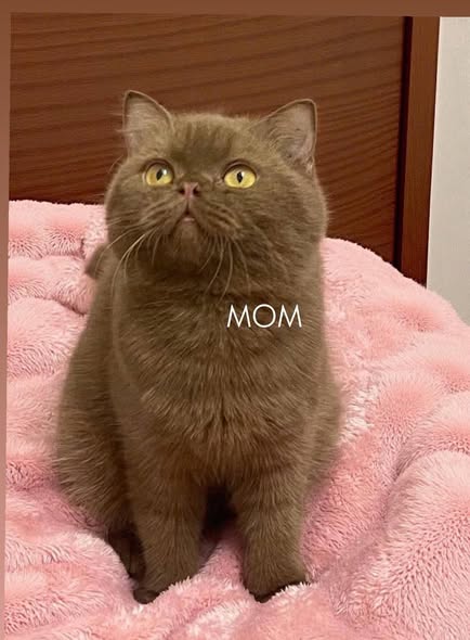 British Shorthair