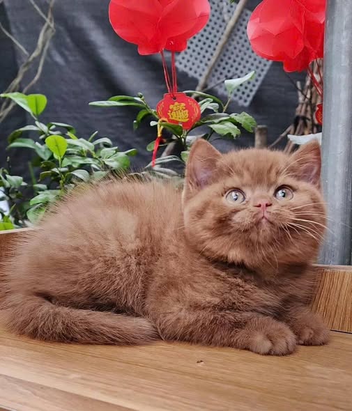 British Shorthair