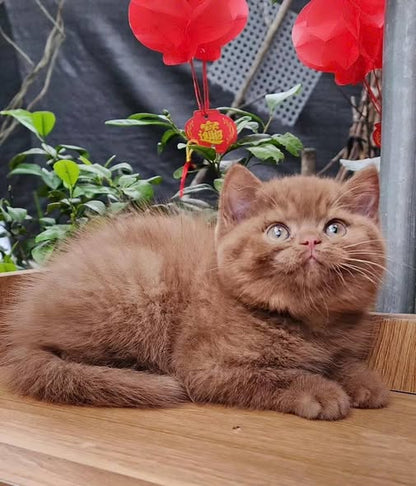 British Shorthair