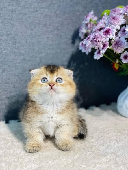 Munchkin Fold