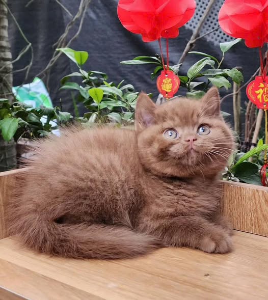 British Shorthair