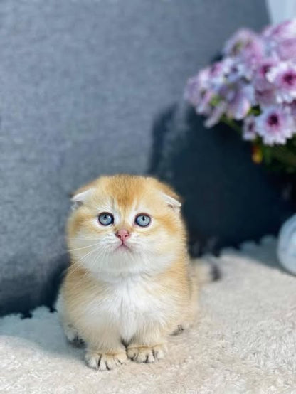 Munchkin Fold