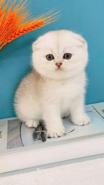Scottish Fold