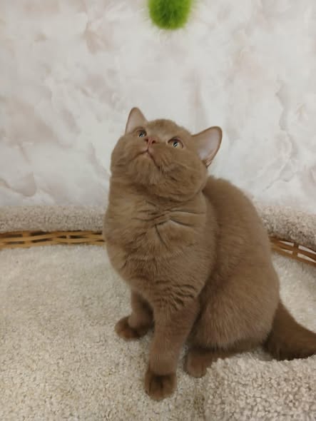 British Shorthair