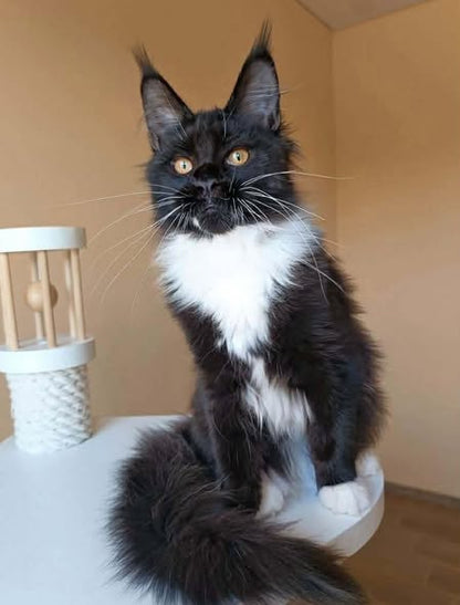 Maine Coon