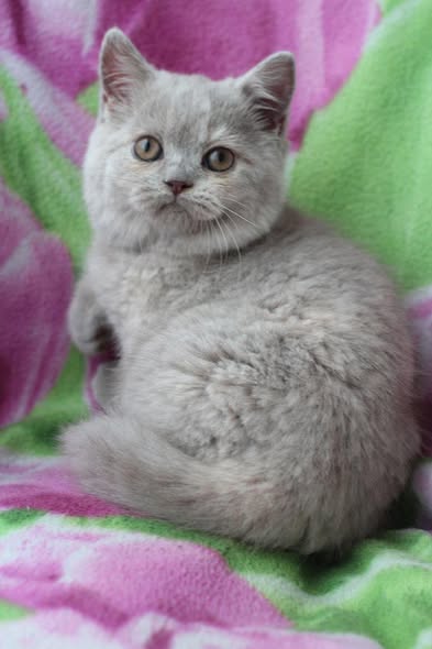 British Shorthair