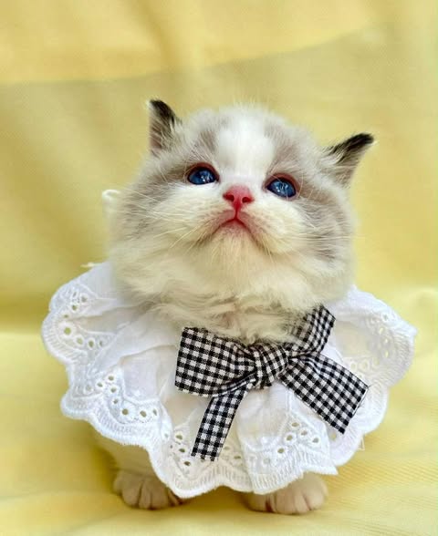 Munchkin