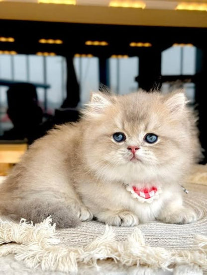 Munchkin Longhair
