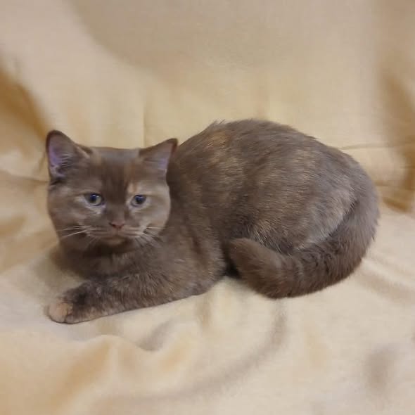 British Shorthair