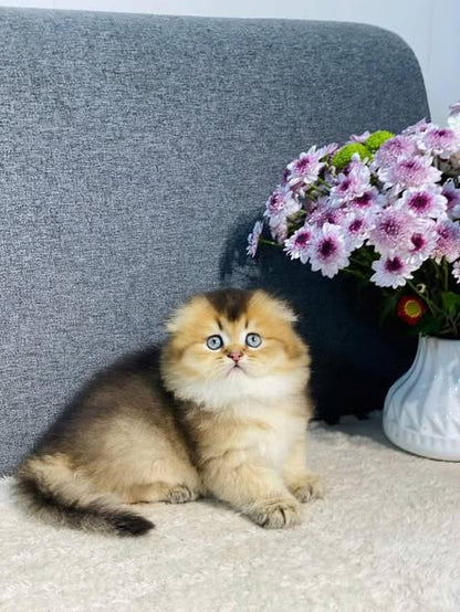 Munchkin Fold Longhair