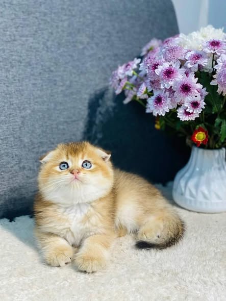 Scottish Fold
