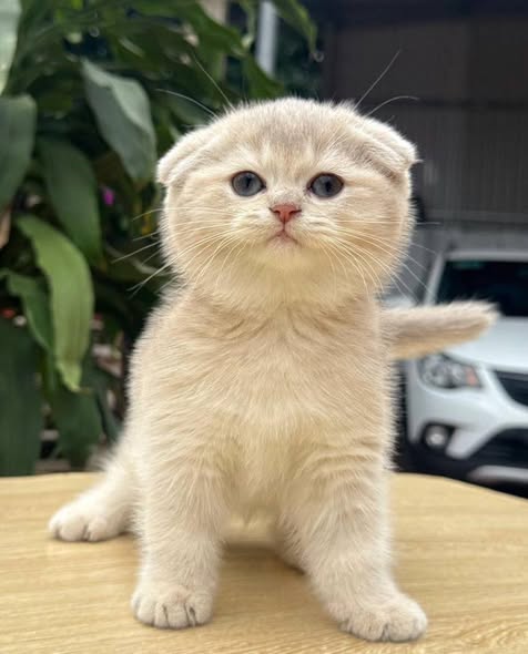 Scottish Fold