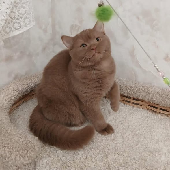 British Shorthair