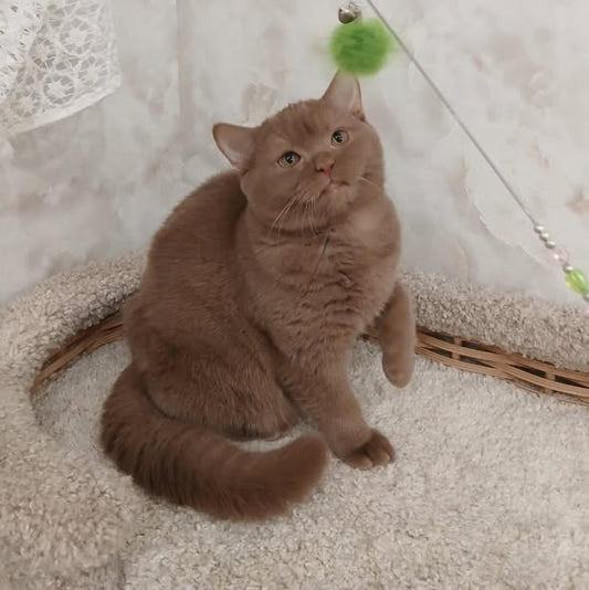 British Shorthair