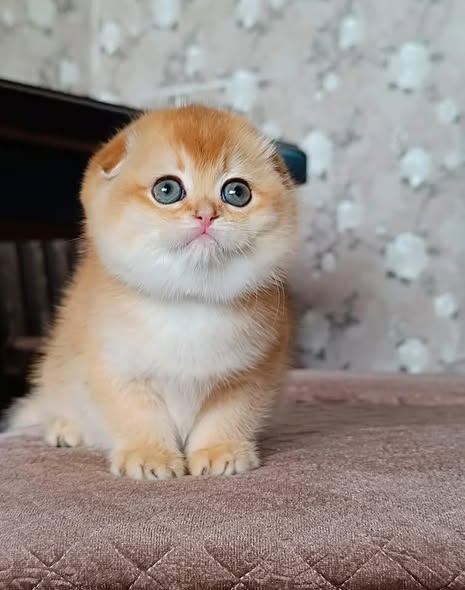 Scottish Fold
