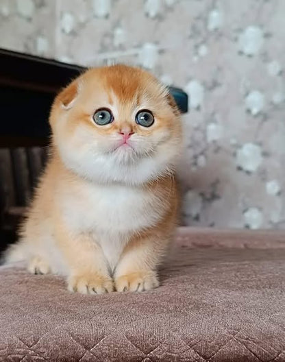 Scottish Fold
