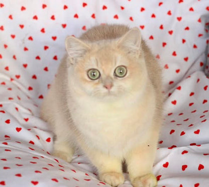 British Shorthair