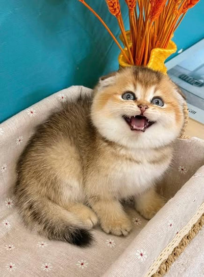 Scottish Fold