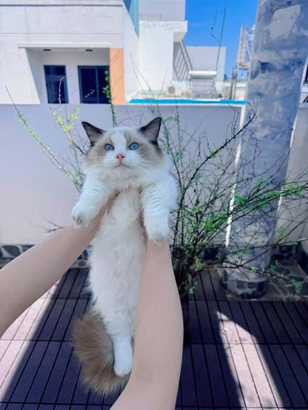 Munchkin