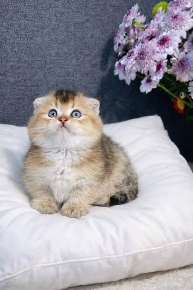 Munchkin Fold