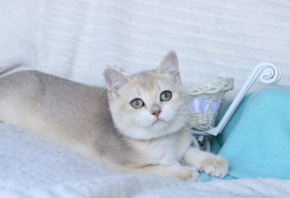 British Shorthair